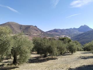 Finca rústica en Zona de la Vega. Se vende finca rústica de olivar en la comarca de antequera!