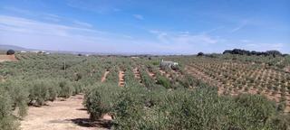 Masía en Bobadilla - Bobadilla Estación - La Joya. Finca olivar de regadio con casa esta disponible