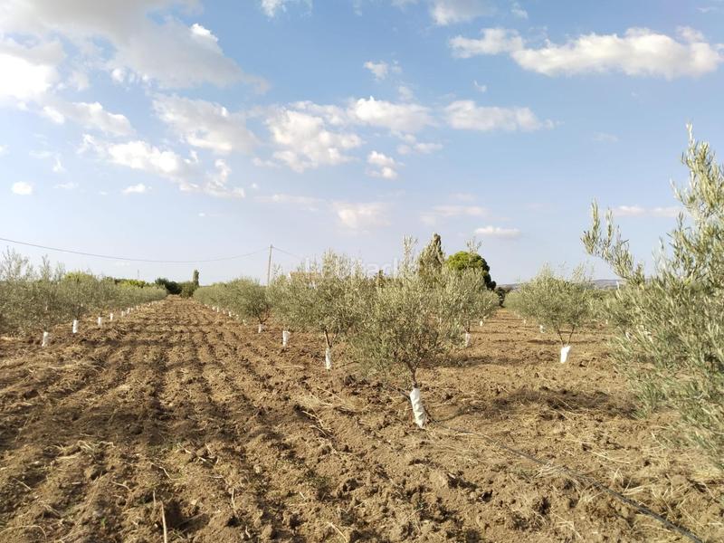 Foto 1e2f6cd5-492b-4dcb-82fc-ba89936ce65c. Masia amb piscina a Zona de la Vega Antequera