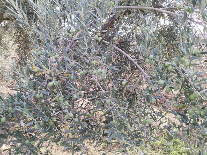 Foto 4415b4a6-0507-4375-a914-2f6f728d2ce2. Masia amb piscina a Zona de la Vega Antequera