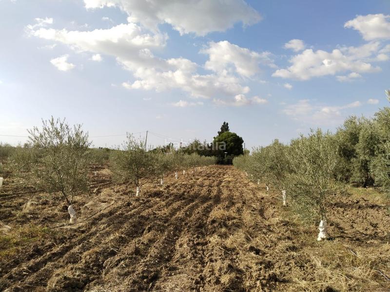 Foto 55cf5728-bb72-4bec-9325-e91c62e4558c. Masia amb piscina a Zona de la Vega Antequera