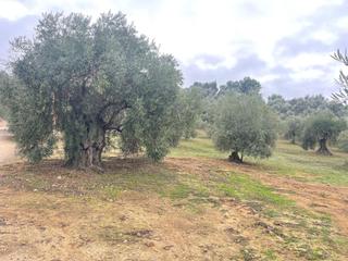 Finca rústica a Archidona. Parcela rustica en la zona de las huertas del rio de archidona s