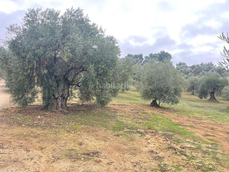 Foto d741100b-5003-4a89-a56a-1bf2c97b34b8. Fondo rustico in Archidona