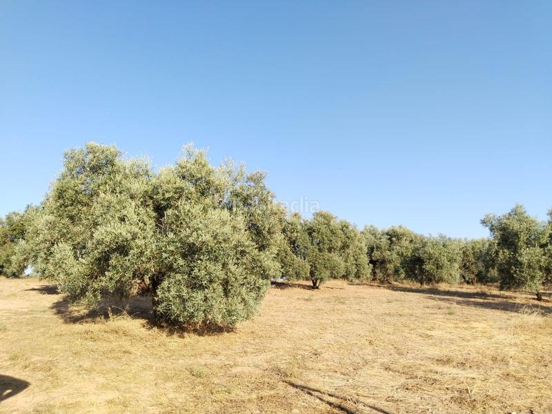 Foto 10f8086e-9c00-4845-a640-ab0f0aa7d93d. Landgut in Mollina