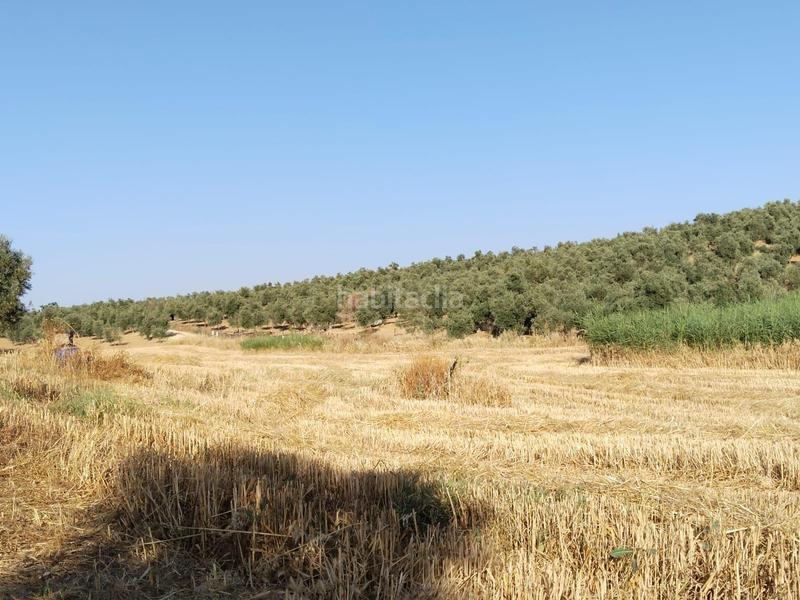 Foto 514356ae-f3fb-4555-8086-4dac6b91f0e5. Landgut in Mollina