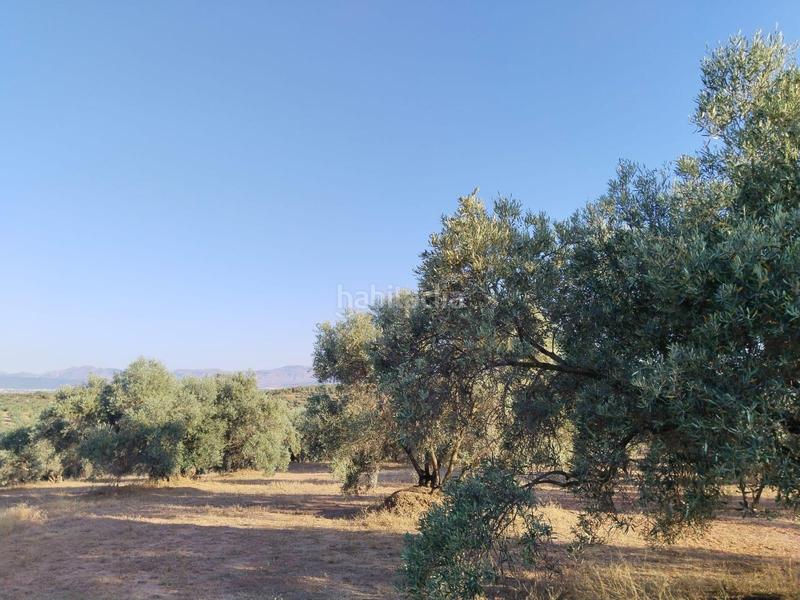 Foto 65eeeabf-bbac-4f62-8376-368c41f5b88b. Landgut in Mollina