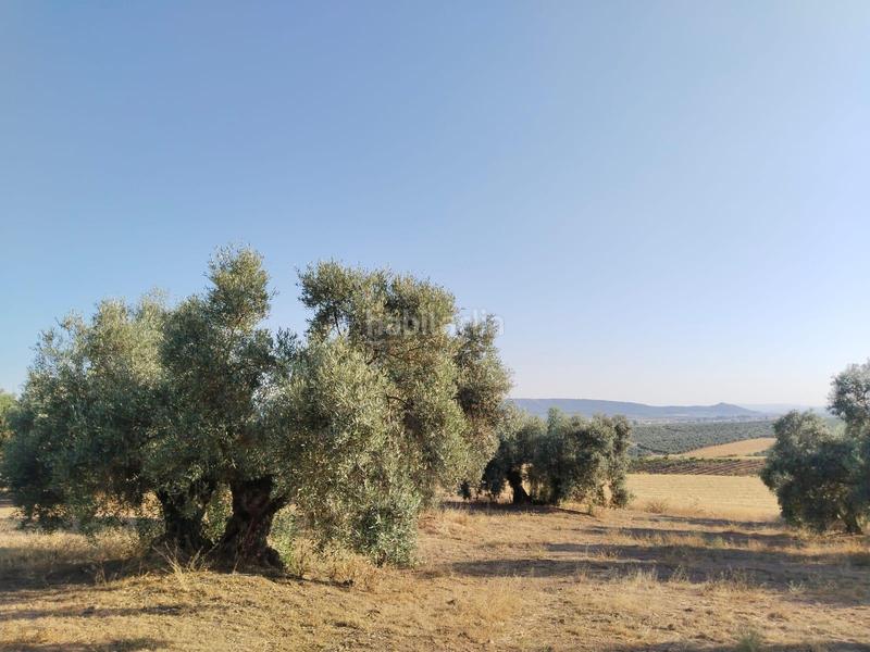 Foto 96de08d1-47bf-401a-9c33-60795b6c5cc9. Landgut in Mollina