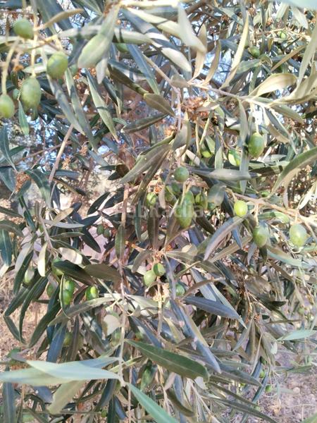 Foto cc5ac31a-5fc7-434e-95bc-44fc2e8ee067. Landgut in Mollina