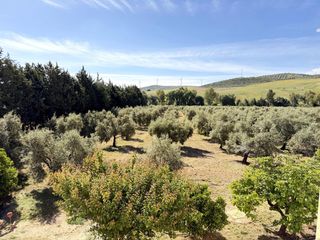 Bauernhof in Teba. Parcela rustica de olivos con dos viviendas en teba puede ser tu