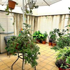 Pis a Conde de Ureña