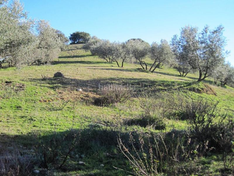 Foto bbc85494-f3dd-45b4-b4b1-21f64cb4c1c4. Finca rústica en Archidona