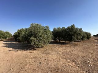 Terreny residencial a Fuente de Piedra. Magnífica finca rústica de olivar en fuente de piedra málaga  53