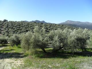 Finca rústica en Íllora. Magnífica finca de olivos marteño en illora con pozo de agua
