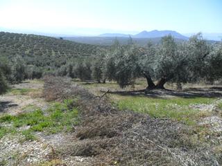 Finca rústica a Moclín. Magnífica finca de olivos marteño con toma de luz