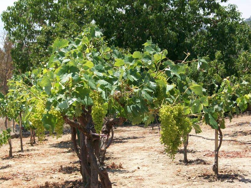 Foto ea3d6ab5-6aaf-4f3a-b705-c7fe7aa740c6. Masia amb piscina a Partidas Norte Ronda
