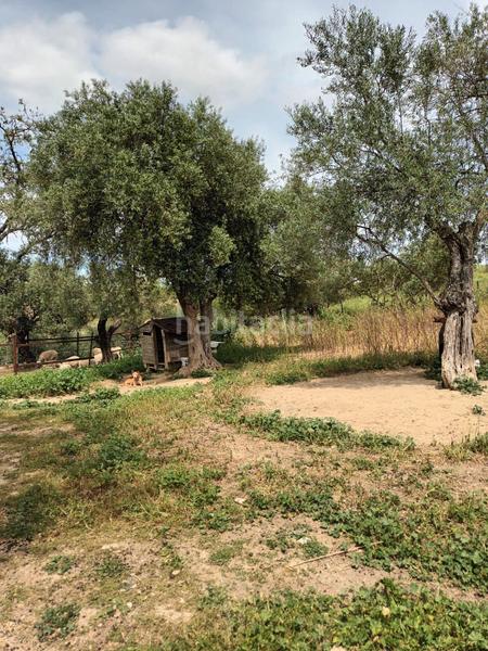 Foto df8db3f0-9056-435e-a66a-2b31a79e31fb. Mas dans Partidas Norte Ronda