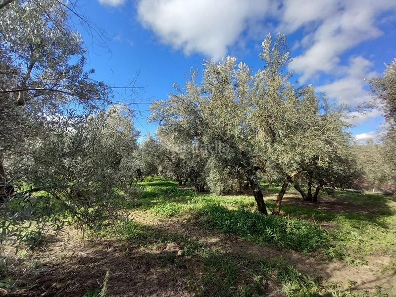 Foto 3ed14365-5348-41a3-ae3c-f21cd753ee45. Masia amb piscina a Arriate