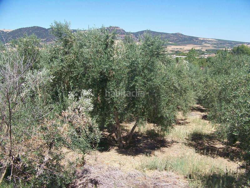 Foto bb252c5e-ec51-4930-96d5-a6965646c75b. Masia amb piscina a Arriate