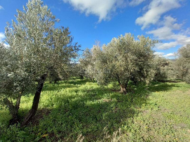 Foto f3f138d9-0521-4c92-828c-d31010ae2f78. Masia amb piscina a Arriate