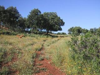Propriété à Partidas Norte. Finca rustica en ronda