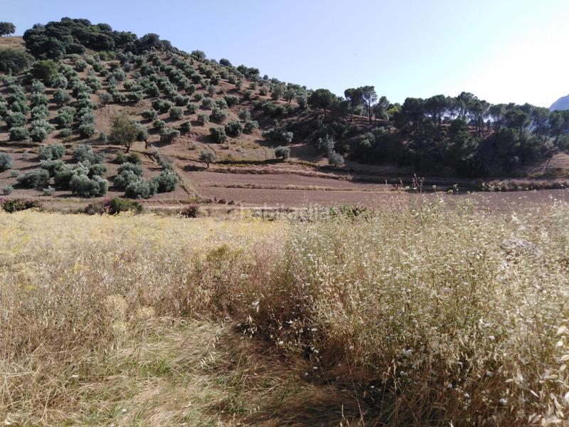 Foto d10da8d2-3a55-42a6-a5a8-9ca6f34f663b. Country house in Partidas Sur Ronda