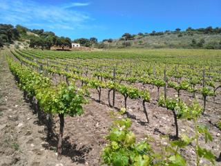Masía en Partidas Norte. Finca de viñedos