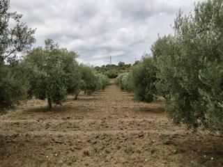 Masia a Partidas Sur. Casa de campo junto a ronda