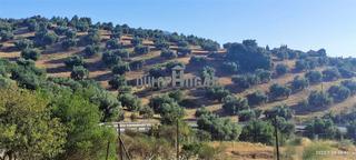 Masia a Zona de la Vega. Magnífica finca rústica con dos viviendas y olivares en la mejor