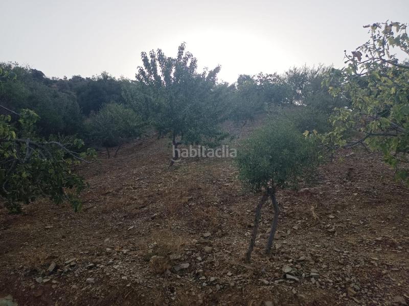 Foto 2f1067b5-1d08-4d50-a9f2-108f21f87f4d. Fondo rustico in Olías Málaga