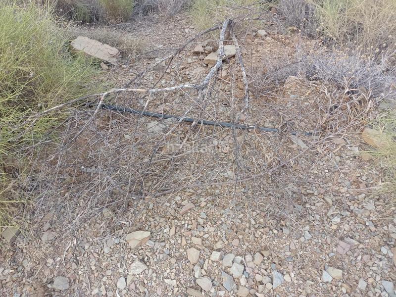 Foto 679aa48c-43cc-48f5-884f-f003719422f6. Fondo rustico in Olías Málaga