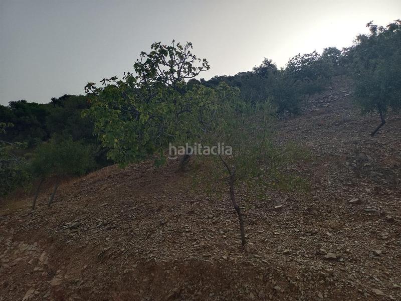 Foto 750d8980-b5ad-4a4e-95ce-c3e7a14f03c4. Propriété dans Centro Histórico Málaga