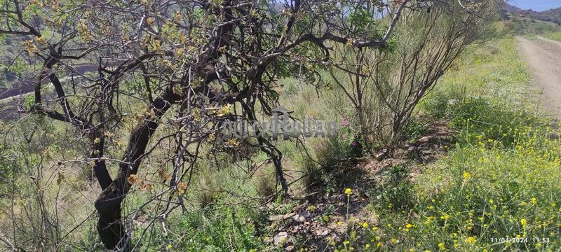 Foto 3dab169b-809d-4dec-8cb0-952891d3720a. Landgut in alegría de la huerta- jardín de Málaga Málaga