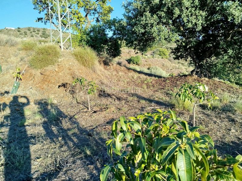 Foto 340c109f-2c00-466f-af21-4408bab29949. Finca rústica a Almayate Bajo