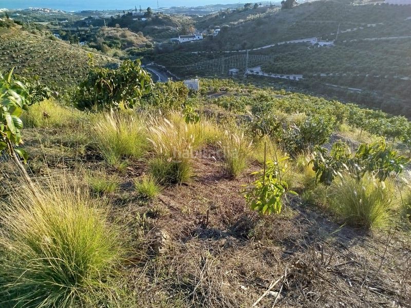 Foto 6b3a1227-3bd3-4b22-bdd0-7b438f222fb9. Finca rústica a Almayate Bajo