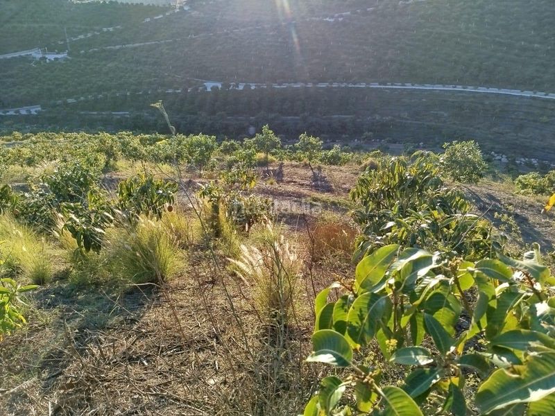 Foto 700fccc2-e637-4717-9acc-bedfe14c14d0. Finca rústica a Almayate Bajo