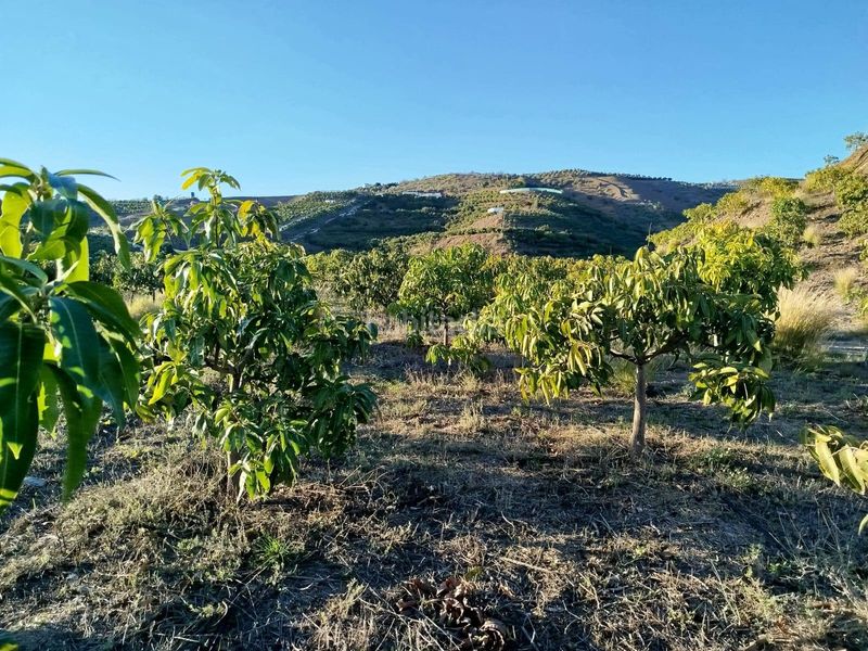 Foto 9725f634-6aec-4fff-a88a-2b2ac77cc87f. Finca rústica a Almayate Bajo