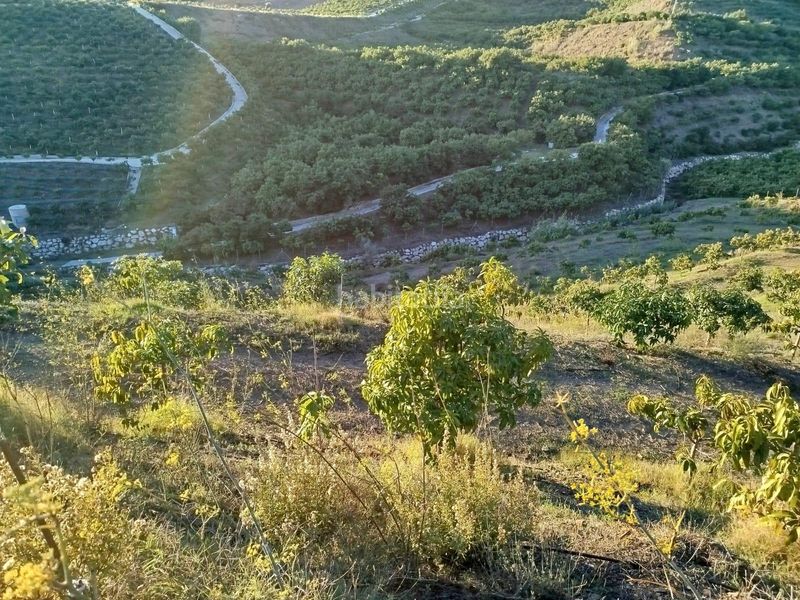 Foto c5645028-5d0a-4bae-a34d-5c5165f99cbe. Finca rústica a Almayate Bajo
