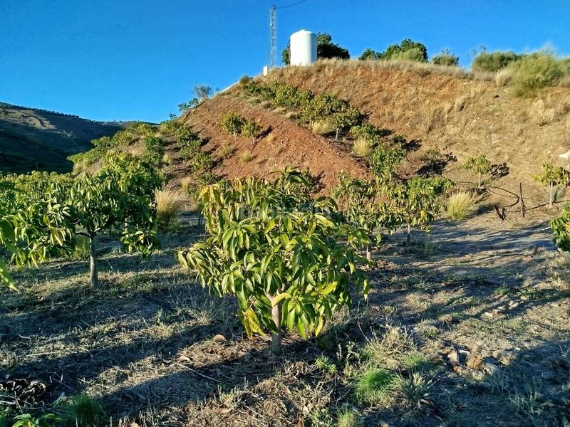 Foto c86db161-8325-4c84-b2ac-3307a10471ef. Finca rústica a Almayate Bajo