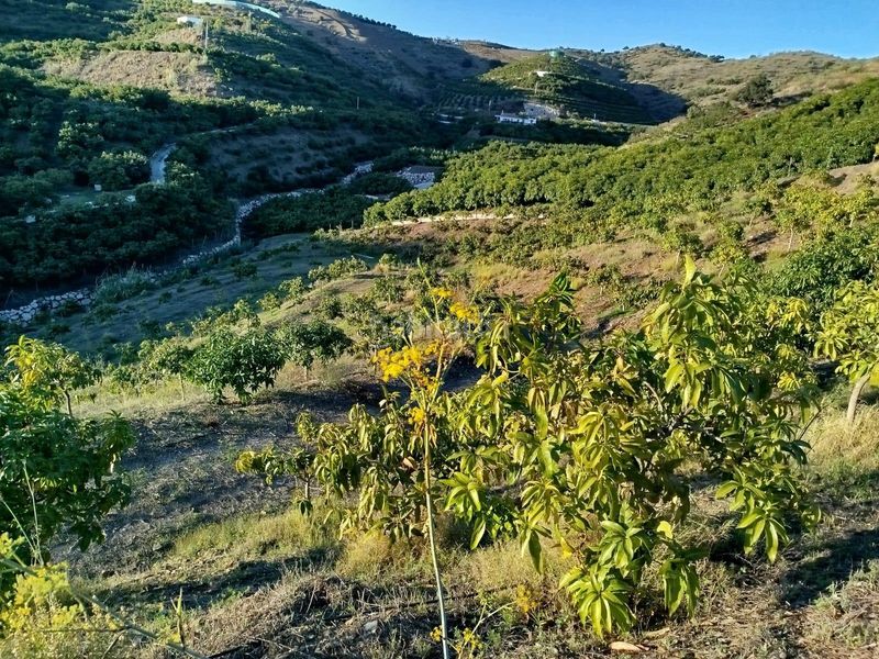 Foto d1085515-9358-4668-a037-de922df4f044. Finca rústica a Almayate Bajo