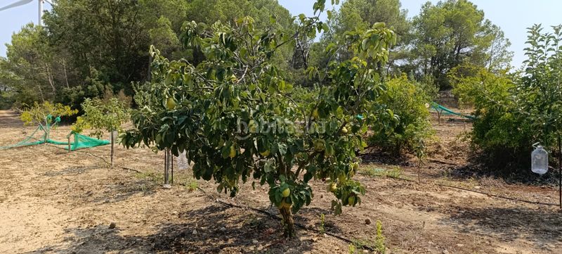 Foto d0dad8cd-cc6e-4b7b-a72c-a40e12ff4107. Residential plot in Vilalba dels Arcs
