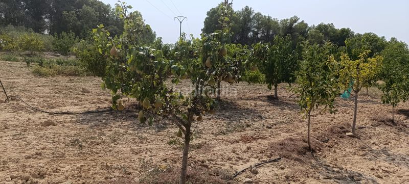 Foto d5b43aa0-0318-4405-a99f-d62970cfa4a7. Residential plot in Vilalba dels Arcs