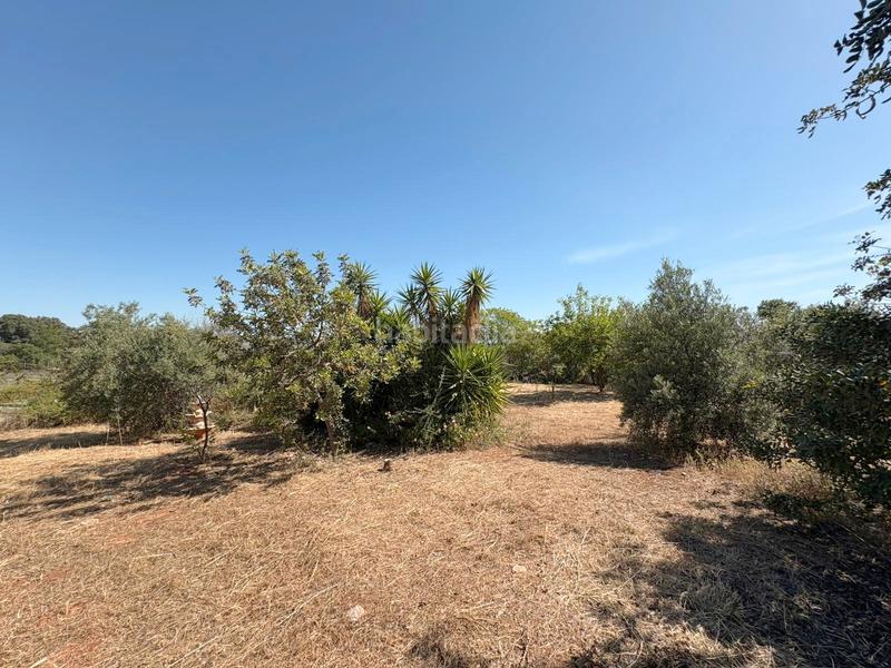 Foto 4e4f0b2e-1568-4ab5-af87-3d292aca020f. Fondo rustico in Buenavista-Lauro Golf Alhaurín de la Torre