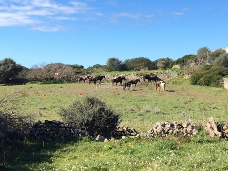 Foto 193babb7-2493-46e5-93b4-2cde82afb130. Casa c7035 casa de campo en son bou en Son Bou-Sant Jaume Alaior