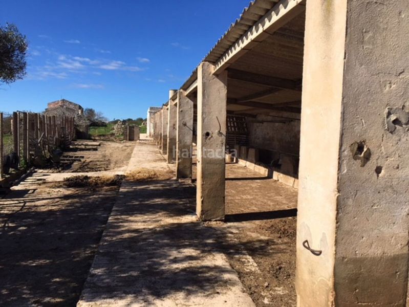 Foto db8a0dc2-c841-4f1a-a329-3583ed5a109f. Haus in Son Bou-Sant Jaume Alaior