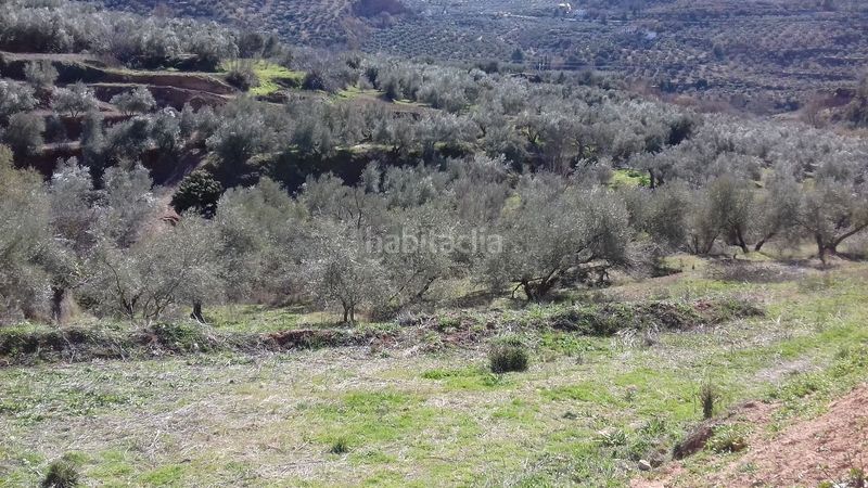 Foto 09cdb6cd-cbc5-4c19-bb84-7215287a7b2a. Finca rústica a calle alamos 45 a Cogollos de la Vega