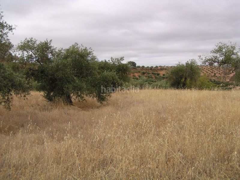 Foto 06eda182-de3d-46a5-a7be-438e4a16c13e. Finca rústica a Cogollos de la Vega