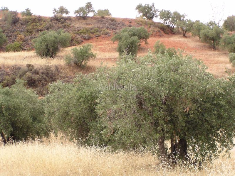 Foto 63ce7f12-e0ab-419a-b660-28cefd7866c7. Finca rústica a Cogollos de la Vega