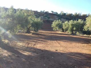 Finca rústica a Cogollos de la Vega