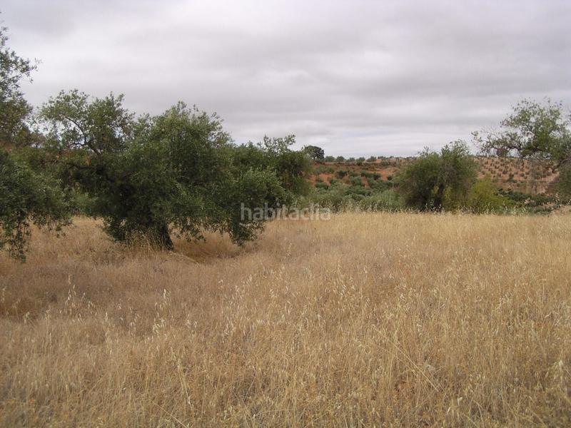 Foto 06eda182-de3d-46a5-a7be-438e4a16c13e. Finca rústica en Cogollos de la Vega