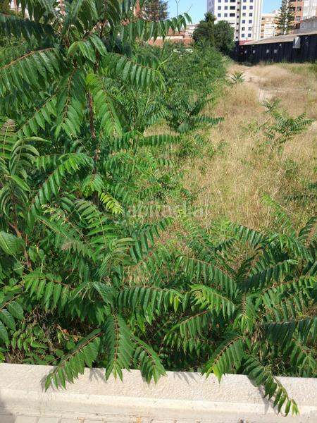 Foto 72b19750-8c27-4213-a827-fd08d20ef84e. Terreny residencial a Ensanche - Parque del Oeste Castellón de la Plana